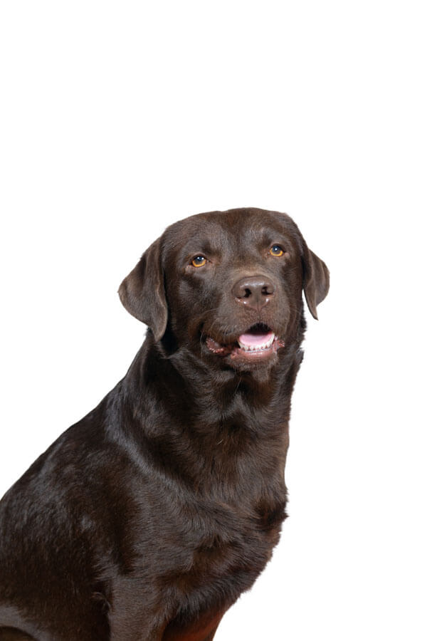 Bürohund Simba